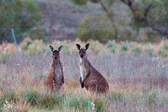 Flinders Ranges – Western Grey Kangaroos; Klicken Sie auf das Bild um eine vergrößerte Ansicht sehen zu können. Copyright Bild: South Australian Tourism Commission