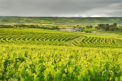 Ingo Öland: Weinanbau im Barossa; Klicken Sie auf das Bild um eine vergrößerte Ansicht sehen zu können.