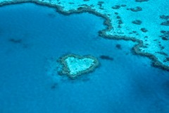 Ingo Öland: Great Barrier Reef - Heart Reef; Klicken Sie auf das Bild um eine vergrößerte Ansicht sehen zu können.