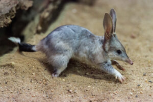 Charleville Bilby Experience 