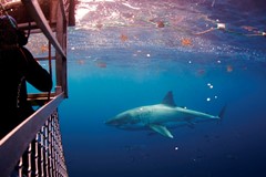 Eyre Halbinsel – Tauchen mit Haien; Klicken Sie auf das Bild um eine vergrößerte Ansicht sehen zu können. Copyright Bild: South Australian Tourism Commission