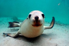 Eyre Halbinsel – Schwimmen mit Robben; Klicken Sie auf das Bild um eine vergrößerte Ansicht sehen zu können. Copyright Bild: South Australian Tourism Commission