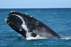 Whalewatching; Klicken Sie auf das Bild um eine vergrößerte Ansicht sehen zu können. Copyright Bild: South Australian Tourism Commission - The Big Duck Boat Tours