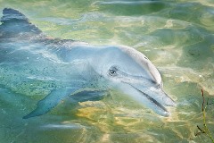 Ingo Öland: Bottlenose Dolphin - Großer Tümmler