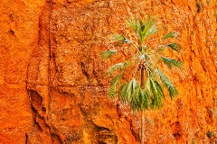 Ingo Öland: Mini Palms Gorge