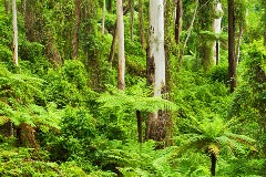 Ingo Öland: Tarra Bulga Rainforest