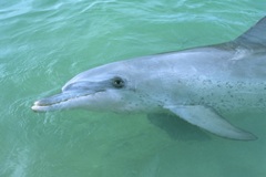 Ingo Öland: Bottlenose Dolphin - Großer Tümmler; Klicken Sie auf das Bild um eine vergrößerte Ansicht sehen zu können.