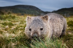 Ingo Öland: Common Wombat - Nacktnasenwombat