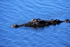 Ingo Öland: Saltwater Crocodile - Leistenkrokodil